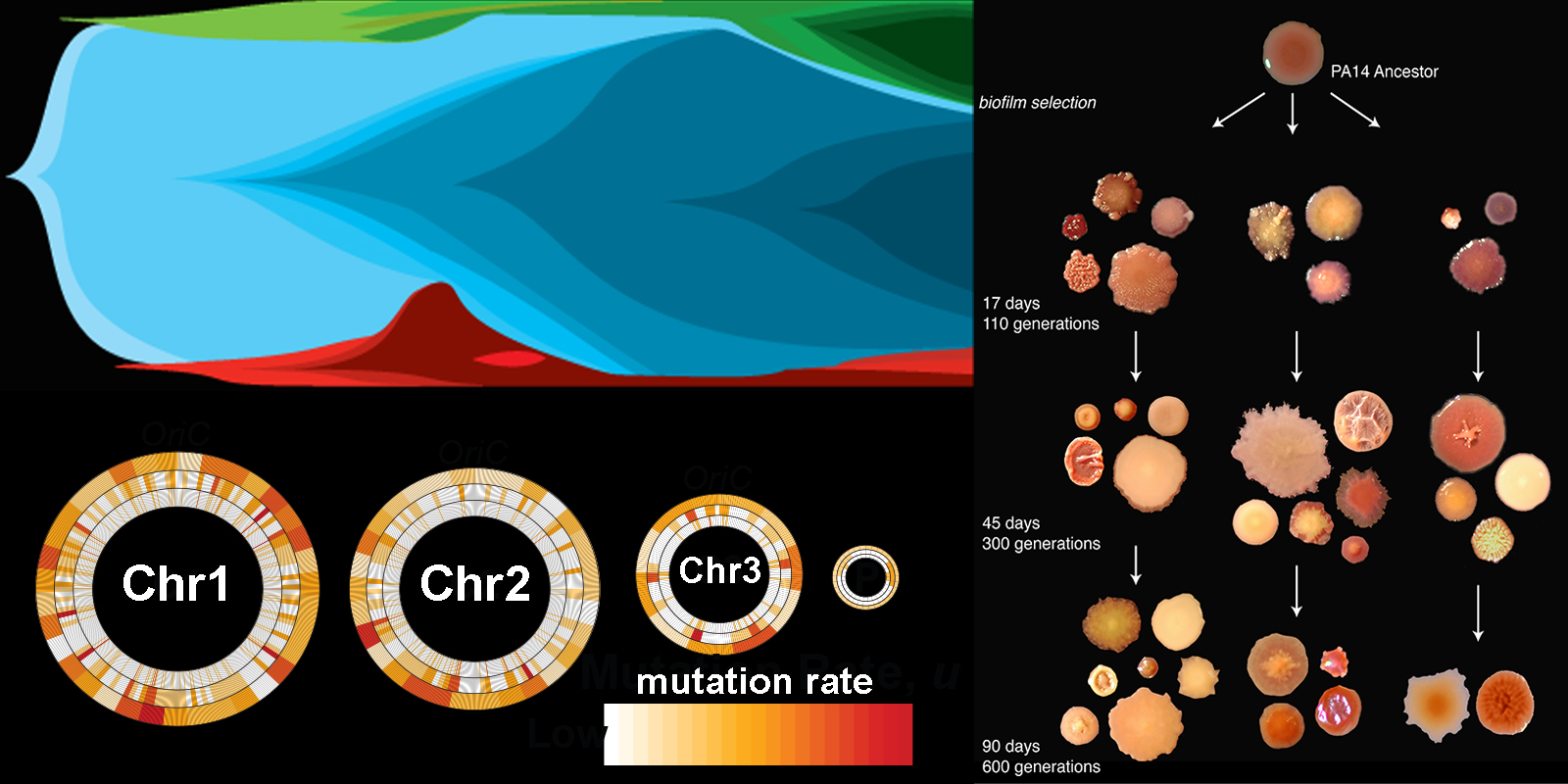 Biofilm diversification and mutation-rate variation